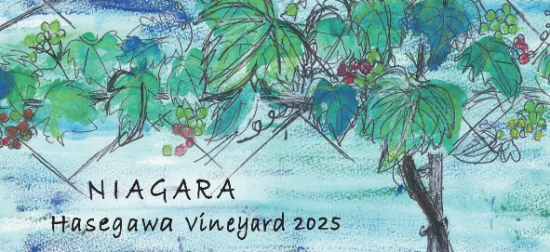 NIAGARA Hasegawa Vineyard （ナイヤガラハセガワヴィンヤード）